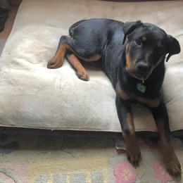 Rottweiler Puppies from Linda Sprouse