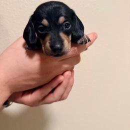 Pink - Black and cream female Dachshund puppy in Modesto, California from Once Upon a Mini Dachshund