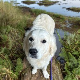 Yeti - Golden Retriever