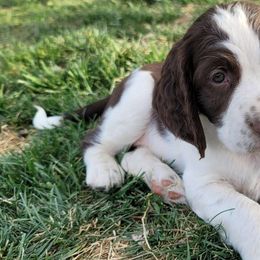 Marshall - Liver and white English Springer Spaniel puppy in Palisade, Colorado from Bigfoot's Kennel
