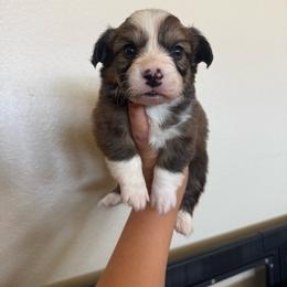 Doodle - White and red male Pembroke Welsh Corgi puppy in Red Bluff, California from Wilder Ranch Corgis