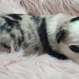 April - Blue merle female Miniature Australian Shepherd puppy in Deer Park, Washington from Rodeo Aussies