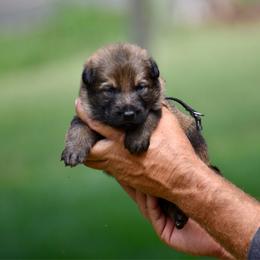 Black - Sable male German Shepherd puppy in Cherryville, North Carolina from Masky Kennel