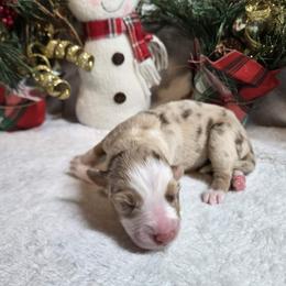 Clara - Red merle female Australian Shepherd puppy in Peach Bottom, Pennsylvania from Arcadia Australian Shepherds