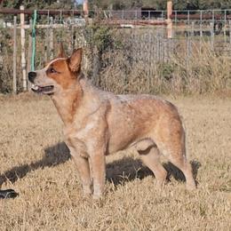 Axle - Australian Cattle Dog