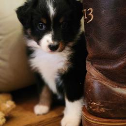 Black tri girl 5 - Black tri female Toy Australian Shepherd puppy in Hampton, Tennessee from TC Farms Stock Dogs - Miniature Australian Shepherds