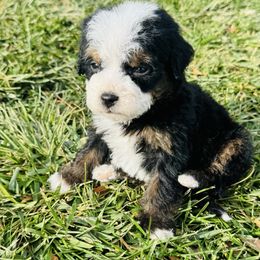 Pocket puppy - Tri-color male Bernedoodle puppy in Saint Francis, Kansas from Land of Oz Doodles