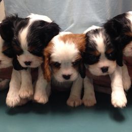 Cavalier King Charles Spaniels and Great Pyrenees from Miller Cavs and Pyrs