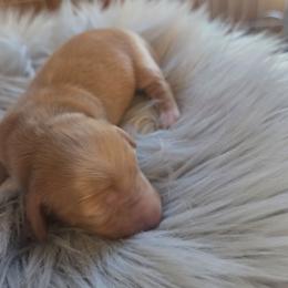 Tramp - Cream male Dachshund puppy in Grant, Michigan from Low Down Dashchuand