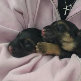 Odin - Black and red male German Shepherd puppy in Big Rapids, Michigan from Misty Hills German Shepherds