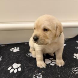 Twix - Yellow male Labrador Retriever puppy in Eugene, Oregon from LakeHouse Labrador Retriever LLC