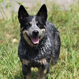Australian Cattle Dogs from Stellar Cattle Dogs