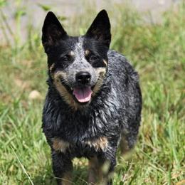 Australian Cattle Dogs from Stellar Cattle Dogs