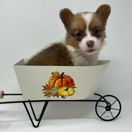 Mocha (sable bluie fluffy) - Sable female Pembroke Welsh Corgi puppy in Waco, Texas from The Comma Corgis