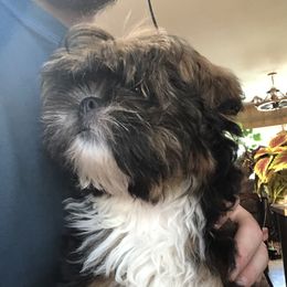 Lily - Lhasa Apso