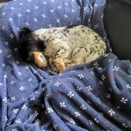 Korra - Dachshund