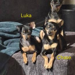 Sissy - Black and rust female Miniature Pinscher puppy in Hillsboro, Wisconsin from Meek's Min Pins