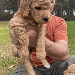 Girl 4 - Goldendoodle puppy in Plantersville, Texas from PA Farm