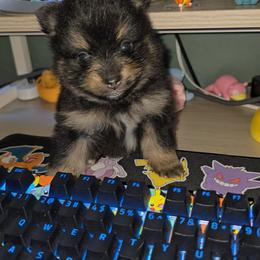 Woody - Black and tan male Pomeranian puppy in Buckeye, Arizona from BL Poms Heaven