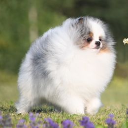 Remi - Pomeranian