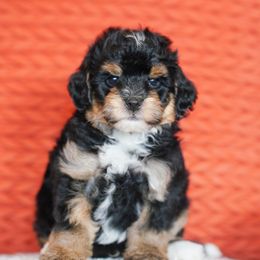 Glaceon - Tri-color male Bernedoodle puppy in Dundee, Ohio from Down Home Doodle