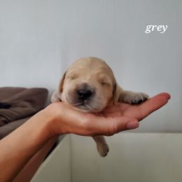 Golden Retriever Puppies from Lakeside Goldens