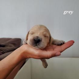 Golden Retriever Puppies from Lakeside Goldens