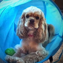 Ginger - Cockapoo