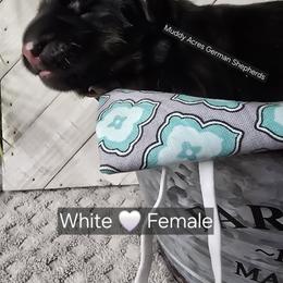 White - Black and red female German Shepherd puppy in Tony, Wisconsin from Muddy Acres German Shepherds