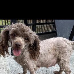 Reba - Poodle