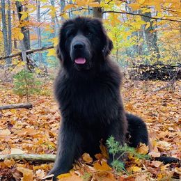 Beast - Newfoundland
