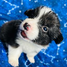 Hera - Black and white female American Corgi puppy in Cocoa, Florida from Cascadian Space Coast Corgis LLC
