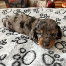 Kona - Black and tan female Dachshund puppy in Karnes County, Texas from Lazzy Z Dachshunds