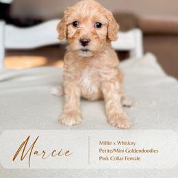 Marcie - Apricot female Goldendoodle puppy in Hiddenite, North Carolina from Rose and Reid Doodles