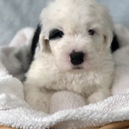 QUINLAN - Blue gray and white male Old English Sheepdog puppy in Baltimore, Maryland from Misty Blue’s Old English Sheepdogs