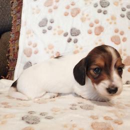 Cookie Crisp - Piebald female Dachshund puppy in Memphis, Texas from Weiner Warriors