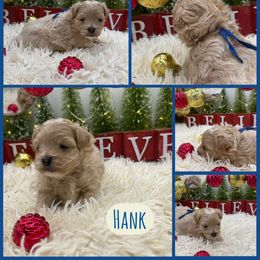 Hank - Apricot male Maltipoo puppy in Wayland, New York from Loris Pampered Pooches💕