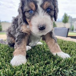 Atlas - Blue merle male Bernedoodle puppy in Nampa, Idaho from Ember Skies Doodles