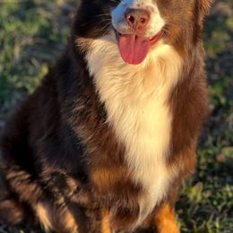 Aussiedoodles, Cavapoos, Goldendoodles, Miniature Australian Shepherds, and Poodles from Copper Lane Aussies, Doodles & Cavapoos
