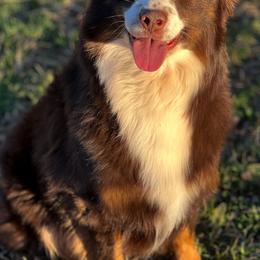Aussiedoodles, Cavapoos, Goldendoodles, Miniature Australian Shepherds, and Poodles from Copper Lane Aussies, Doodles & Cavapoos