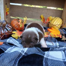 Sneezy - Chocolate parti male Pomeranian puppy in Ada, Oklahoma from Once Upon A Puff