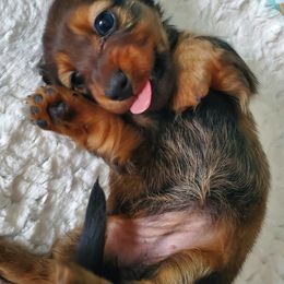 Dachshund Puppies from Blue Mountain Dachshunds