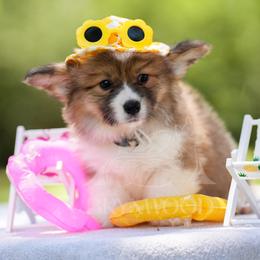 White Collar - FLUFFY - Sable female Pembroke Welsh Corgi puppy in Terrell, Texas from Brynwood Pembroke Welsh Corgis