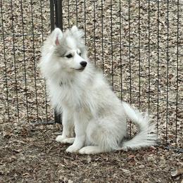 Pomsky Puppies from Idaho Pomsky