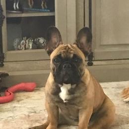 French Bulldogs from Sugarloaf French bulldogs