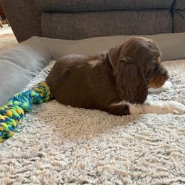 English Springer Spaniel Puppies from Timothy Naylor