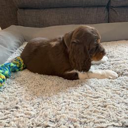 English Springer Spaniel Puppies from Timothy Naylor