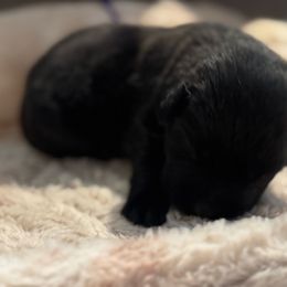 Girl 2 - Black female Labrador Retriever puppy in Centreville, Maryland from Barbihaus Kennels