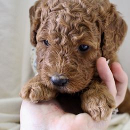 Bernedoodle, Goldendoodle, and Poodle Puppies from Raintree Standard Poodles & Mini Doodles