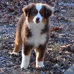 Boy 2 - Red tri-color male Miniature American Shepherd puppy in Bowling Green, Kentucky from Flawlessly Kennel